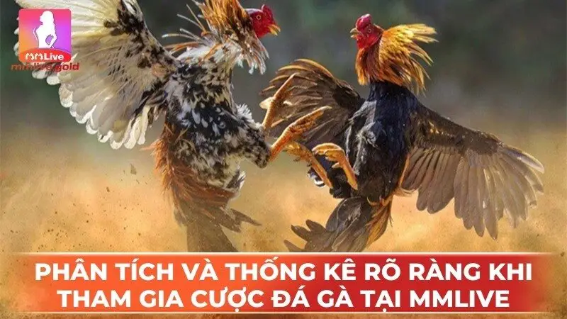 Phân tích và thống kê rõ ràng khi tham gia cược đá gà tại MMLive